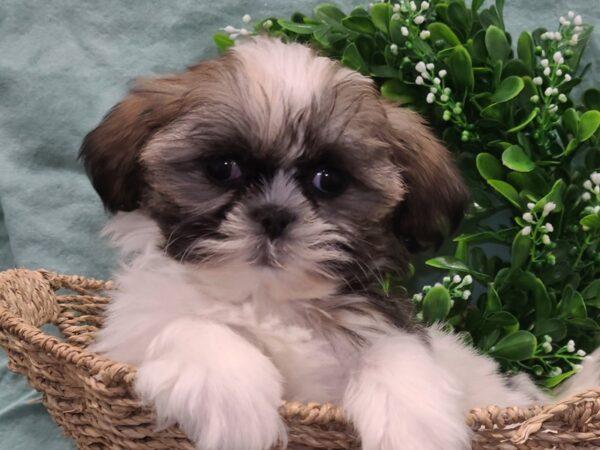 Shih Tzu DOG Male Brown / White 19429 Petland Dalton, Georgia