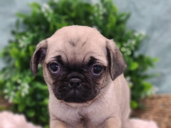 Pug DOG Female FAWN 19437 Petland Dalton, Georgia