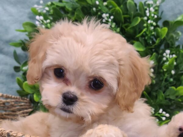 Cavachon DOG Female Apricot 19430 Petland Dalton, Georgia