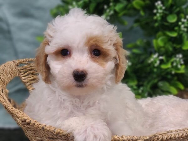 Bichapoo DOG Male white 19436 Petland Dalton, Georgia