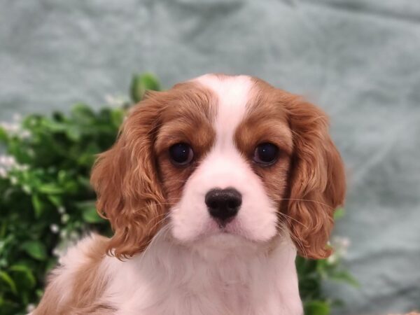 Cavalier King Charles Spaniel DOG Male Blenheim 19427 Petland Dalton, Georgia