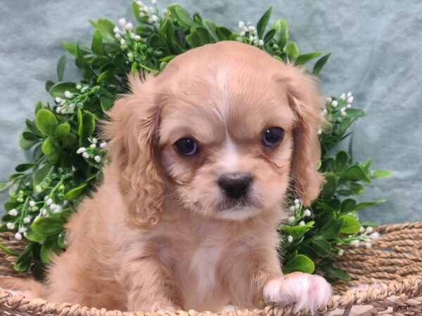 Cavalier King Charles Spaniel DOG Female blenheim 8841 Petland Dalton, Georgia