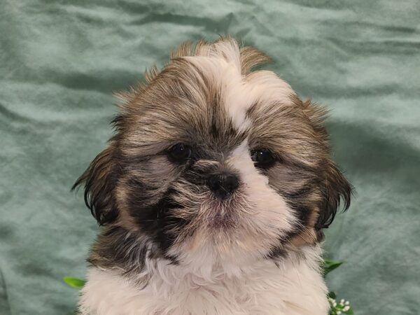 Shih Tzu DOG Male SABLE WH 8843 Petland Dalton, Georgia