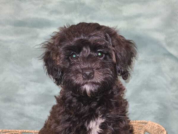 Havapoo-DOG-Female-Black Brindle-19434-Petland Dalton, Georgia