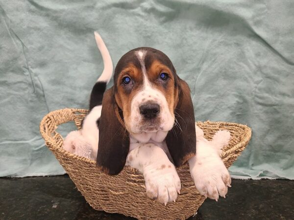 Basset Hound DOG Male Tri 19431 Petland Dalton, Georgia