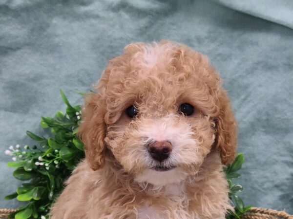 Bichapoo DOG Male RED AND WHITE 8830 Petland Dalton, Georgia