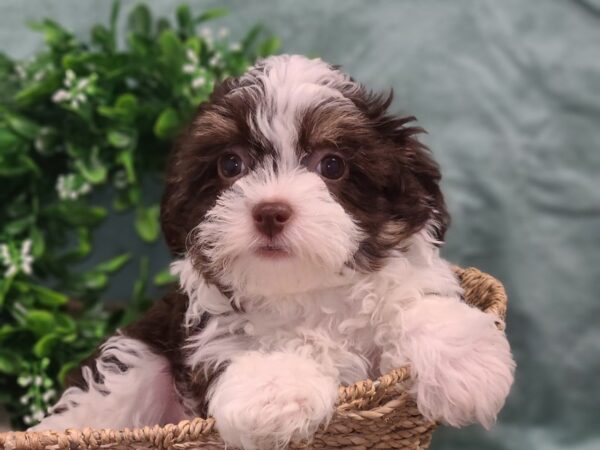 Havanese DOG Male CHOC WHITE 8831 Petland Dalton, Georgia