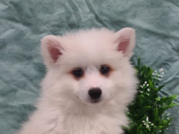 American Eskimo DOG Male White 19442 Petland Dalton, Georgia