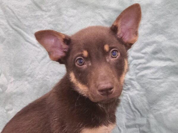 German Shepherd Husky-DOG-Male-Choc-19453-Petland Dalton, Georgia