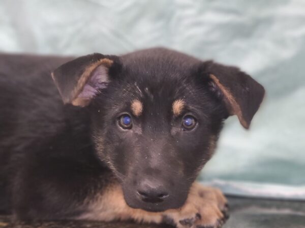 German Shepherd Husky-DOG-Male-Blk&Tan-19452-Petland Dalton, Georgia