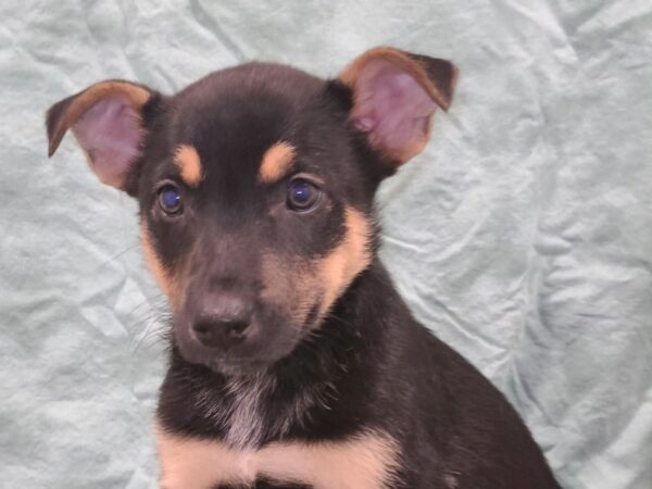 German Shepherd Husky-DOG-Male-Blk&Tan-8853-Petland Dalton, Georgia