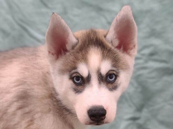 Siberian Husky DOG Male Sable and White 19445 Petland Dalton, Georgia