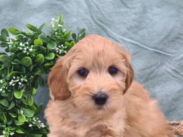 F2B IRISH POO-DOG-Male-RED-8852-Petland Dalton, Georgia