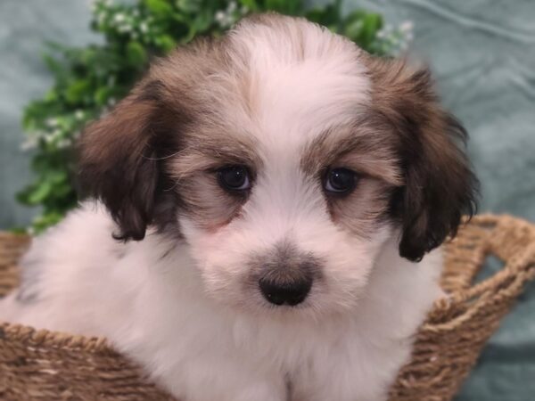 Pomachon-DOG-Male-BROWN WH-8847-Petland Dalton, Georgia