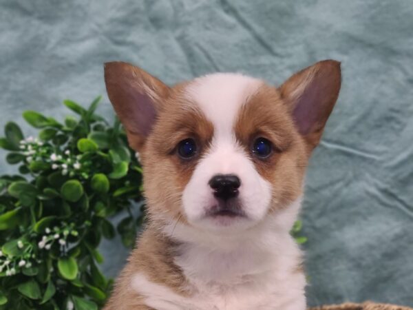 Pembroke Welsh Corgi-DOG-Female-RED WH-8850-Petland Dalton, Georgia