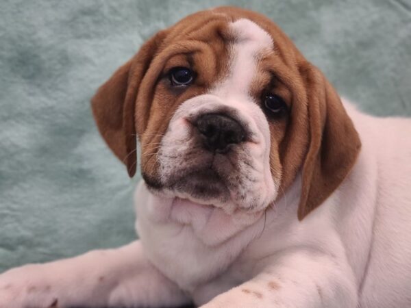 3/4 Beabull-DOG-Male-Brown - Wht-19450-Petland Dalton, Georgia