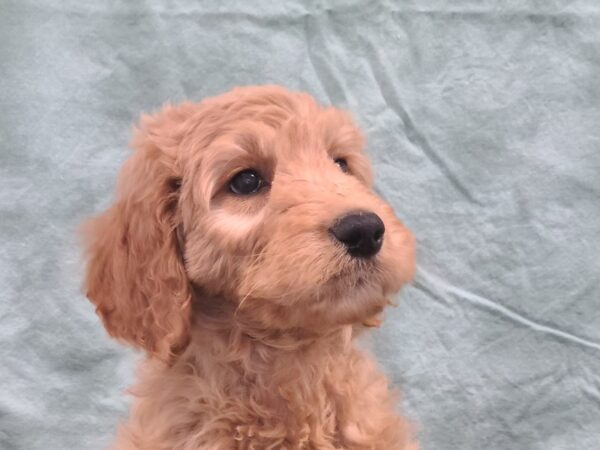 IrishDoodle DOG Male Red 19441 Petland Dalton, Georgia