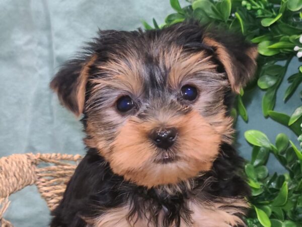 Yorkshire Terrier DOG Female BLK TAN 8846 Petland Dalton, Georgia