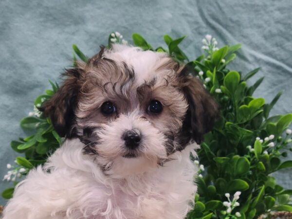 Poodle DOG Male BROWN WHITE 19446 Petland Dalton, Georgia