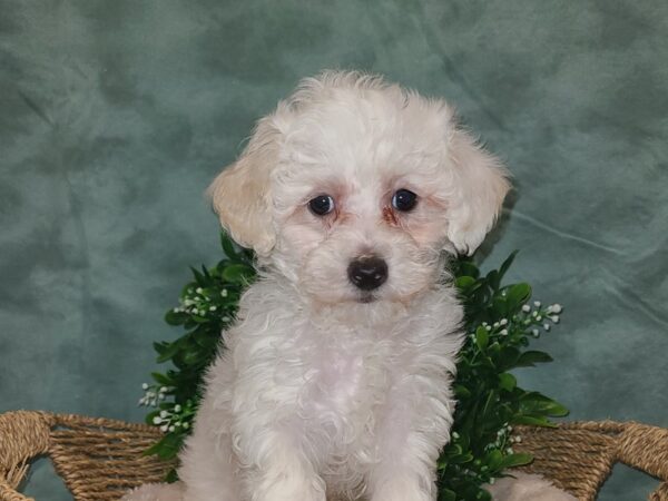 Poodle DOG Male CREAM WHITE 8848 Petland Dalton, Georgia