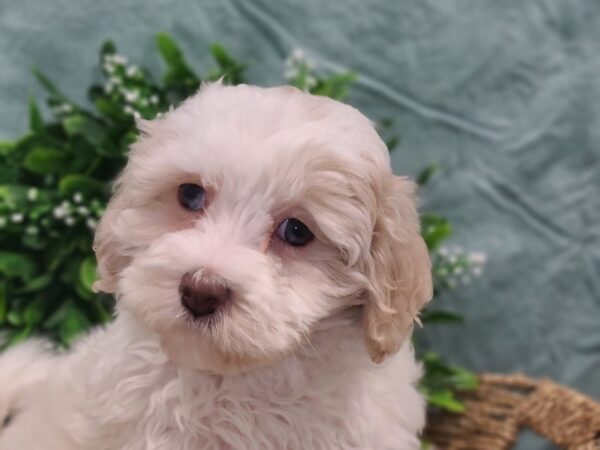 Havapoo-DOG-Male-creme wh-8849-Petland Dalton, Georgia