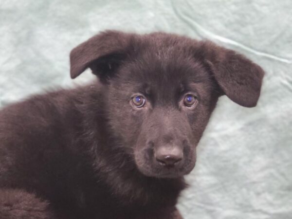 German Shepherd DOG Male Black 8845 Petland Dalton, Georgia