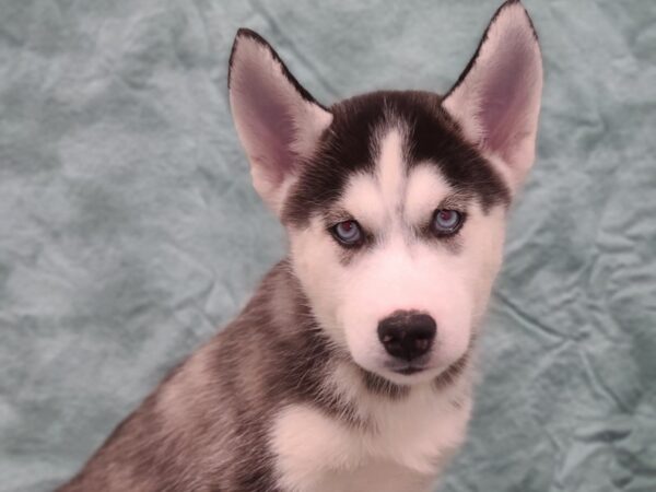 Siberian Husky DOG Male Black & White 19440 Petland Dalton, Georgia