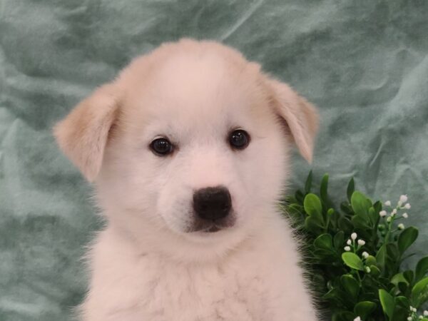 Huskimo-DOG-Male-CREAM-19457-Petland Dalton, Georgia