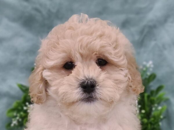 Lhasa Poo-DOG-Male-apricot-19464-Petland Dalton, Georgia