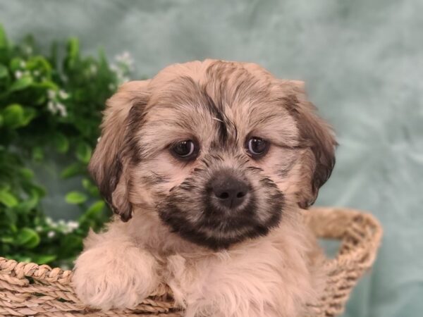 Teddy Bear DOG Female Brown 19459 Petland Dalton, Georgia