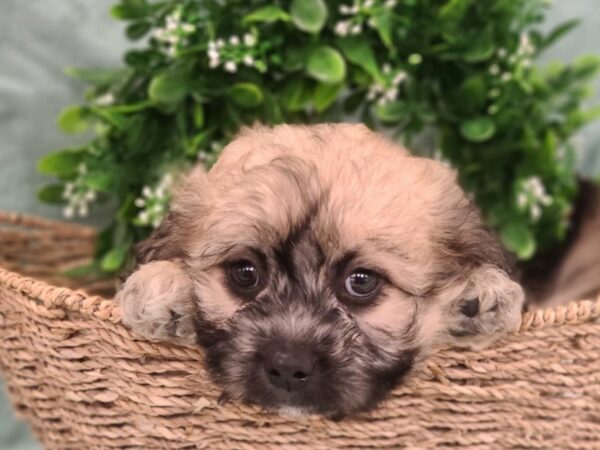 Teddy Bear DOG Male Brown 19460 Petland Dalton, Georgia