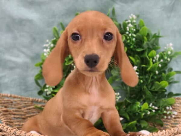 Dachshund DOG Male RED 19465 Petland Dalton, Georgia