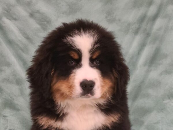 Bernese Mountain Dog-DOG-Male-Blk abd Tan-8859-Petland Dalton, Georgia