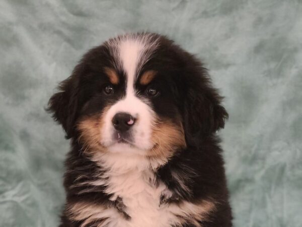 Bernese Mountain Dog DOG Male Blk and Tan 19469 Petland Dalton, Georgia