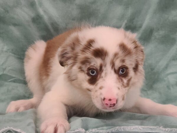 Border Collie-DOG-Female-Red Merle-19455-Petland Dalton, Georgia