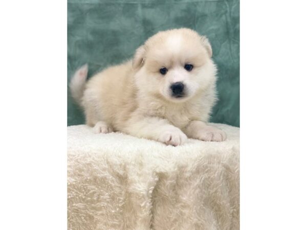 Huskimo-DOG-Female-CREAM-8855-Petland Dalton, Georgia