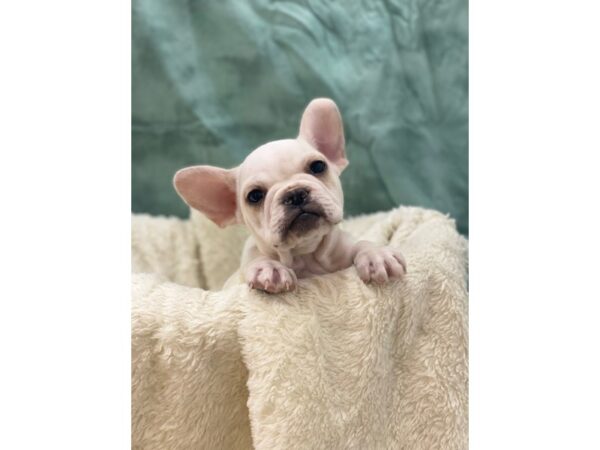 French Bulldog Mix-DOG-Male-CREAM WH-8861-Petland Dalton, Georgia