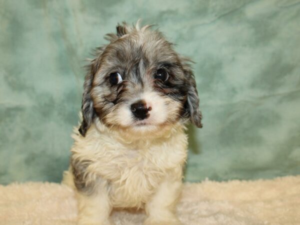 Cavapoo DOG Male BLUE MERLE 8864 Petland Dalton, Georgia