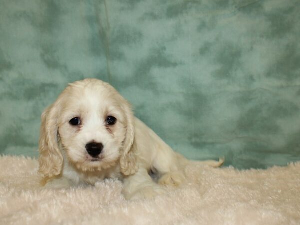 Cockachon-DOG-Female-BUFF WH-8863-Petland Dalton, Georgia