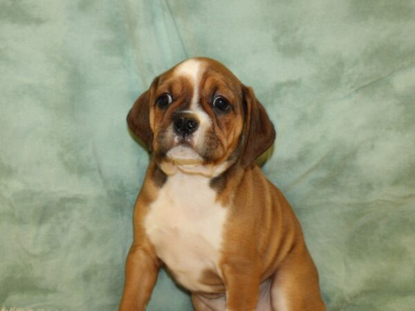 Bull Puggle-DOG-Female-FAWN WH-19475-Petland Dalton, Georgia