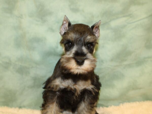 Miniature Schnauzer DOG Male salt-pepper 19476 Petland Dalton, Georgia