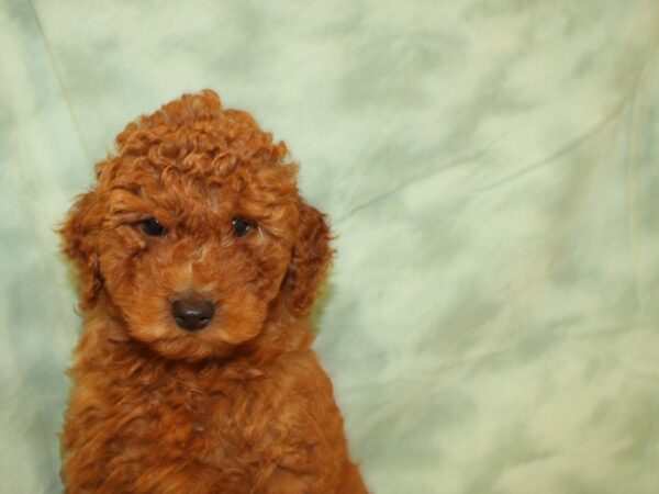 Mini Goldendoodle-DOG-Male-Red-8862-Petland Dalton, Georgia