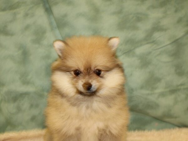 Pomeranian DOG Female Sable 19477 Petland Dalton, Georgia