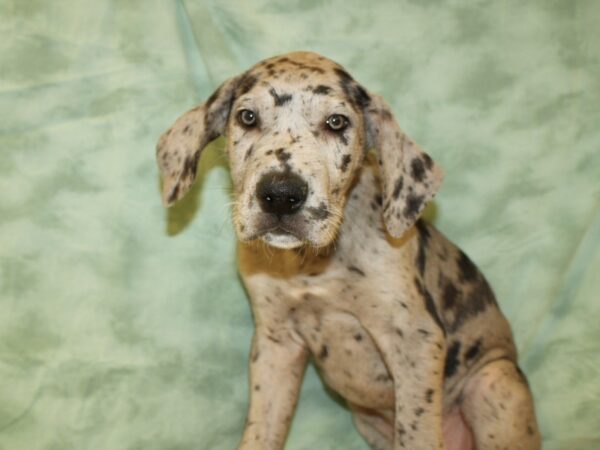 Great Dane DOG Male Merlequin 8860 Petland Dalton, Georgia