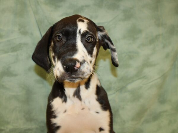 Great Dane DOG Female Harlequin 19468 Petland Dalton, Georgia