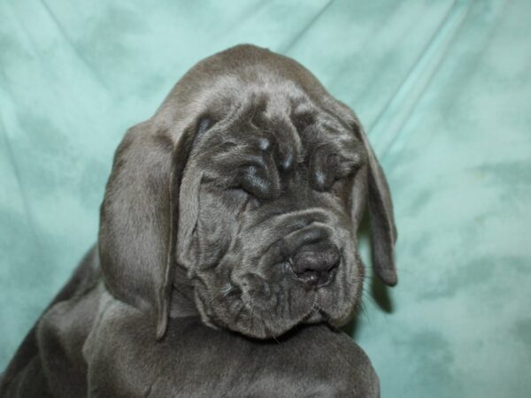 Neapolitan Mastiff DOG Male Blue 19494 Petland Dalton, Georgia