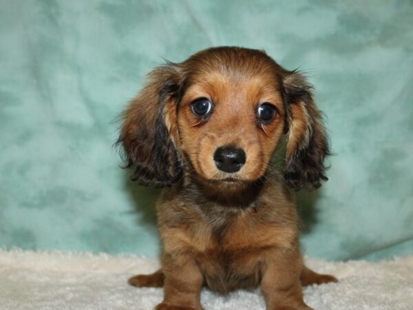 Dachshund DOG Female RED 19485 Petland Dalton, Georgia