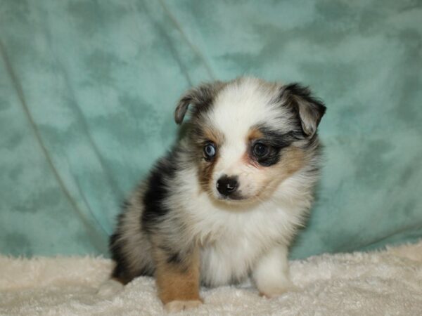 Toy Aussie-DOG-Male-BLUE MERLE-8871-Petland Dalton, Georgia