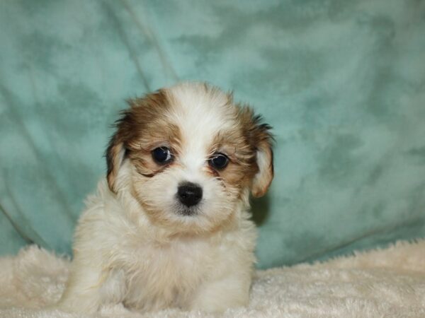 Teddy Bear DOG Male BROWN WH 8873 Petland Dalton, Georgia