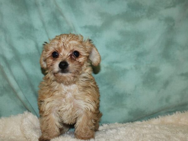 Yochon DOG Male BEIGE 19487 Petland Dalton, Georgia